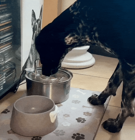 Furova Source - Fontaine à eau pour chien